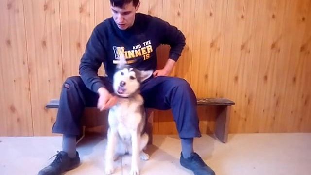 Дрессировка щенка хаски: команда можно нельзя смотреть онлайн