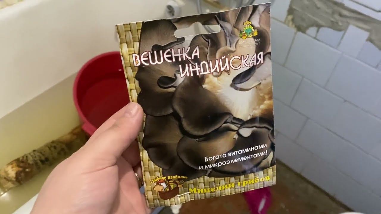 Вешенки в квартире на бревне тополя. Эксперемент похоже удался!