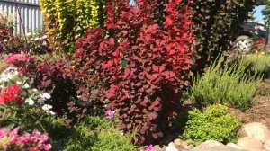 ??Моя коллекция БАРБАРИСОВ?Яркие краски в моём цветнике ??