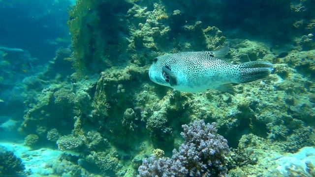 Звездчатый иглобрюх