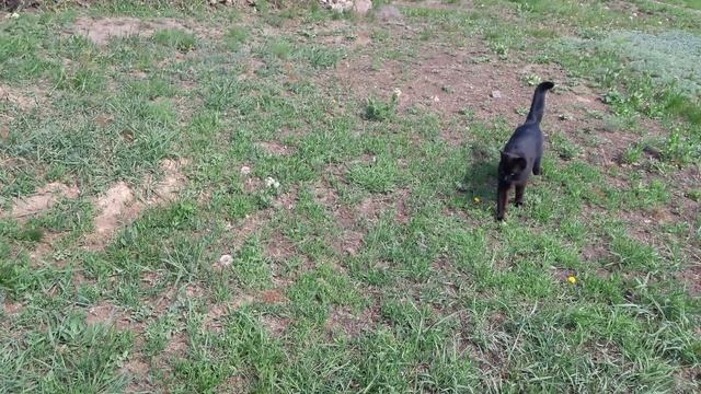 Бресс Гальцы Французская курица которая живёт в Украине Хитручкин Двор. смотреть онлайн