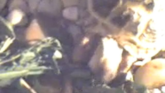 Жующий термоковрик смотреть онлайн