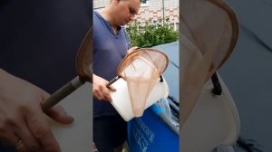 Чтобы вода в бассейне не цвела, добавляем химию