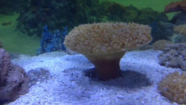 Скат - Хвостокол.Скат с огромным хвостом смотреть онлайн