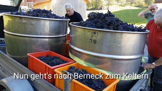 Weinernte im Rebberg am Gupfen in Walzenhausen смотреть онлайн