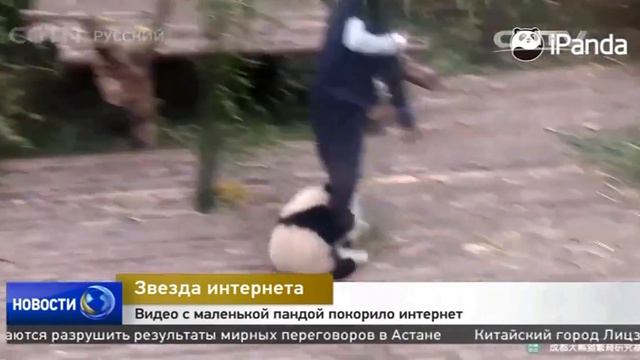 Видео с маленькой пандой покорило интернет смотреть онлайн