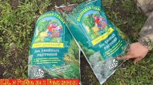 Что делать чтоб хвойные деревья прижились при посадке, поможет хвойный питательный грунт.