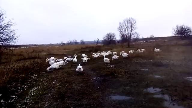 Гуси датский легарт, февральские поиски травы. смотреть онлайн