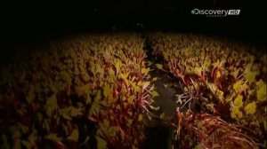 Как это сделано? (Из чего это сделано?) – Ревень ?