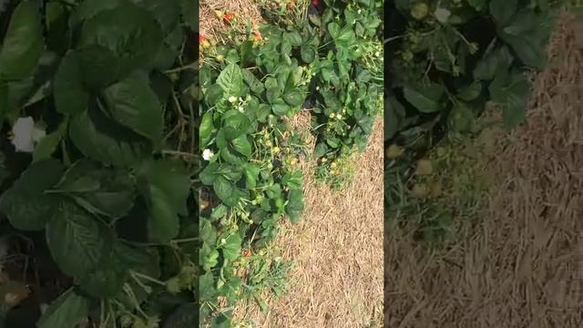 Ремонтантный сорт Гармония. Польша. смотреть онлайн