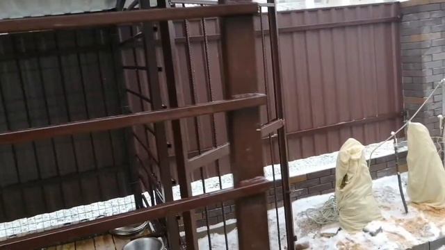 Вольер для моего САО (алабая) смотреть онлайн