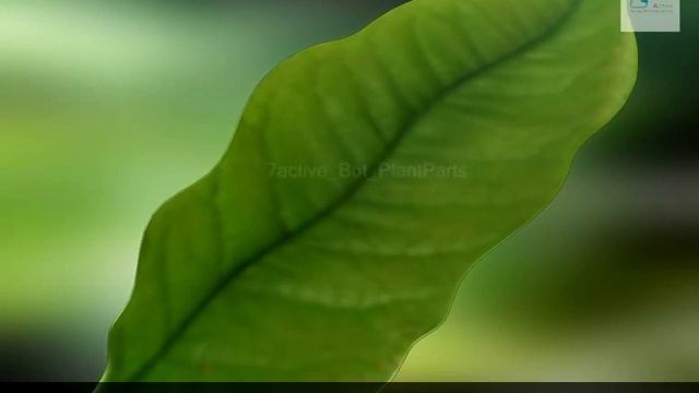 Plant Parts смотреть онлайн