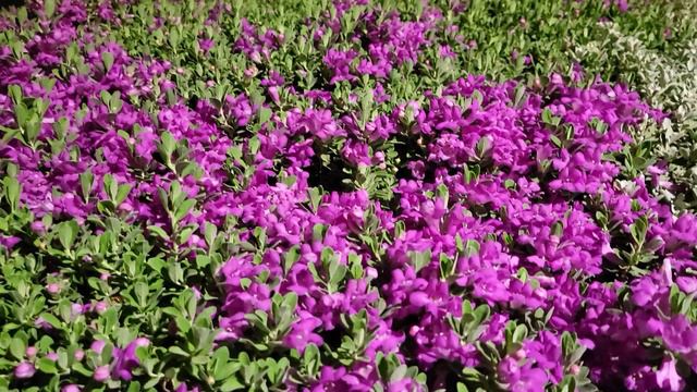 Ночные цветы страсти#израиль смотреть онлайн