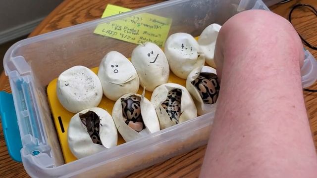 They're JUMPING out of Their Eggs! (DOUBLE BALL PYTHON EGG CUTTING!) смотреть онлайн