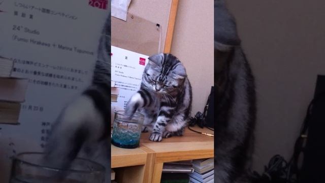 Thirsty Bubble Cat смотреть онлайн