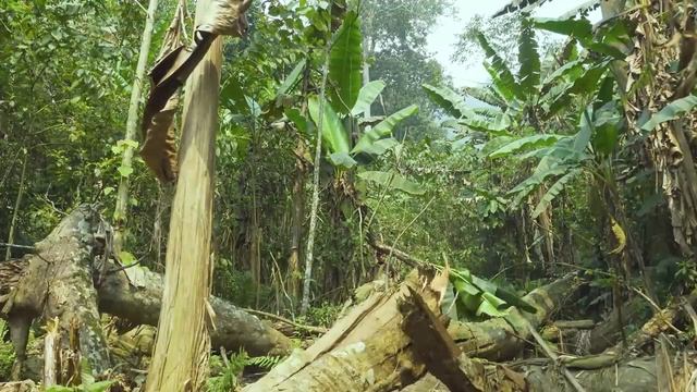 FULL VIDEOS: Shelter, Bamboo Shoots, Traps A Lot Of Mice And Squirrels, Special Species Of Fish смотреть онлайн