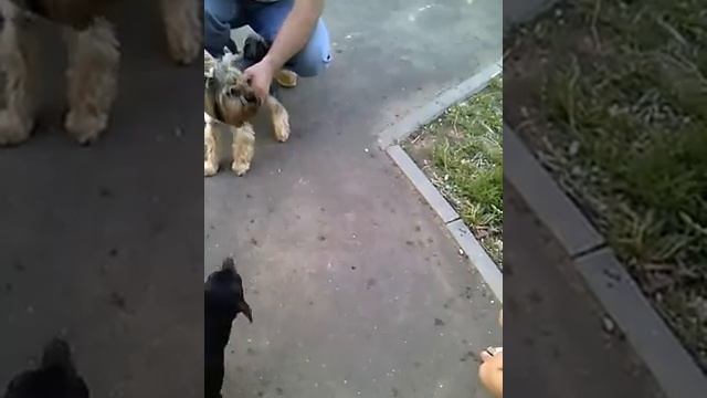 Филя и йокшер смотреть онлайн