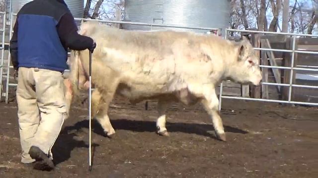 Lot 13 - Saskvalley Gringo 209G смотреть онлайн