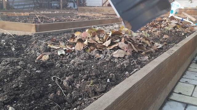 Каждую Осень Делаю Так Перед Снегом!!! Это повышает плодородие почвы на следующий год в разы!!! смотреть онлайн