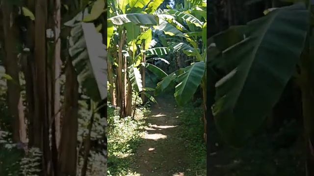 Банановая роща, недалеко от Батуми. смотреть онлайн