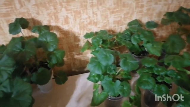 Обзор пеларгонии(герани) в январе. Обрезать или нет? смотреть онлайн