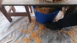 Зернодробилка кукуруза с початками