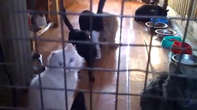 Комната кошек в приюте Майский день (Иваново) смотреть онлайн