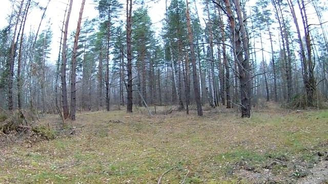 Подготовка лыжни. Незаконная вырубка. Окрестности. Мещёра. смотреть онлайн