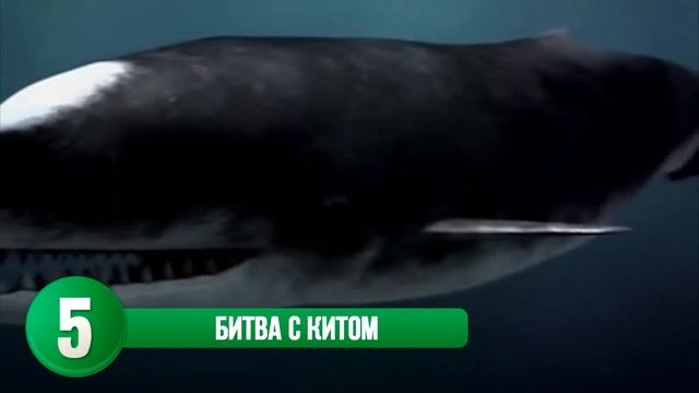 МЕГАЛОДОН ЖИВ! 10 ШОКИРУЮЩИХ ФАКТОВ И ВИДЕО. смотреть онлайн