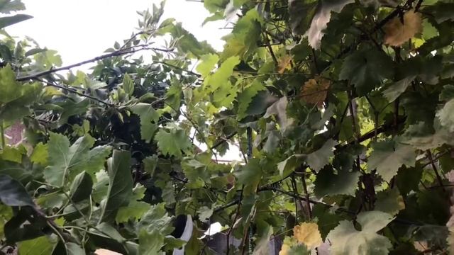 Купила и тестирую сучкорез с телескопическими ручками, отличная вещь! смотреть онлайн