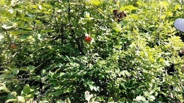 48 часов в лесу в поисках еды. день первый✓✓✓ выживание в лесу смотреть онлайн