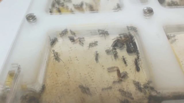 Степные бегунки смотреть онлайн