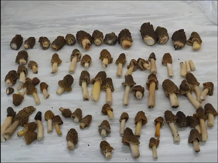 Первые весенние грибы - сморчковая шапочка смотреть онлайн