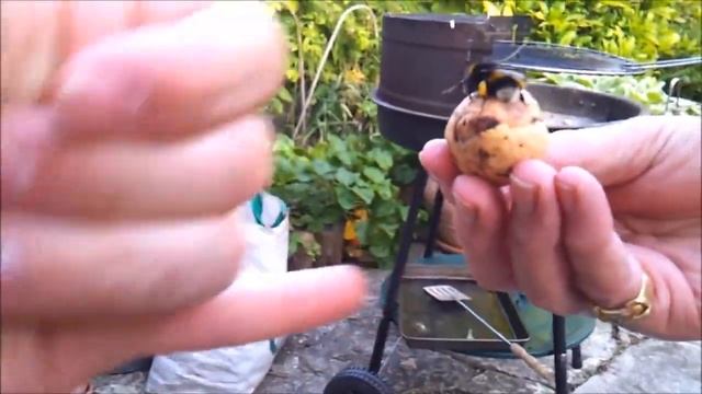 Шмель даёт пять! / Bumble Bee Gives a High Five!! HD смотреть онлайн