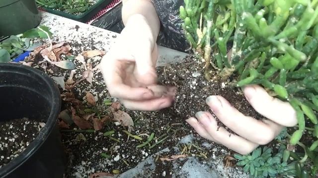 Drunkards Dream (Hatiora Salicornioides) Repotting смотреть онлайн