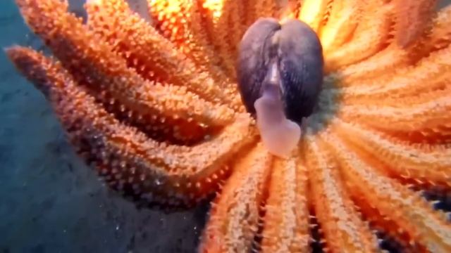 МОРСКИЕ ЗВЕЗДЫ: шокирующие факты! Наталья Носова смотреть онлайн