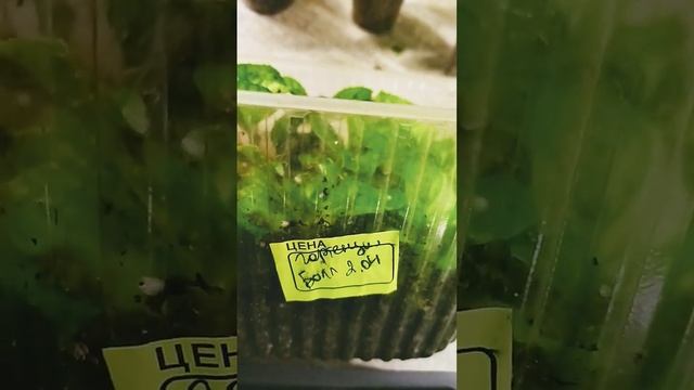 Результат черенкования гортензии за 3 недели #дача #цветы #огород #flower #plant #garden #gardening смотреть онлайн