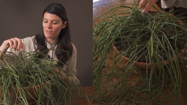 Rhipsalis baccifera (Mistletoe Cactus) Houseplant Care — 126 of 365 смотреть онлайн