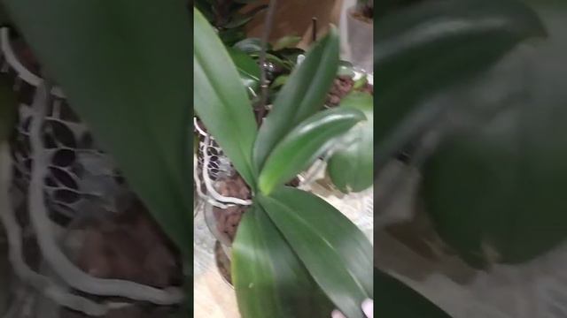 Мое первое 🎥ВИДЕО)) смотреть онлайн