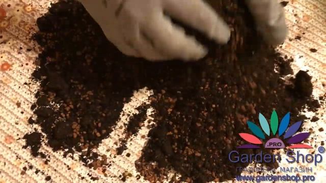 How to make soil mix for ponytail palm tree - Nolina recurvata plant смотреть онлайн