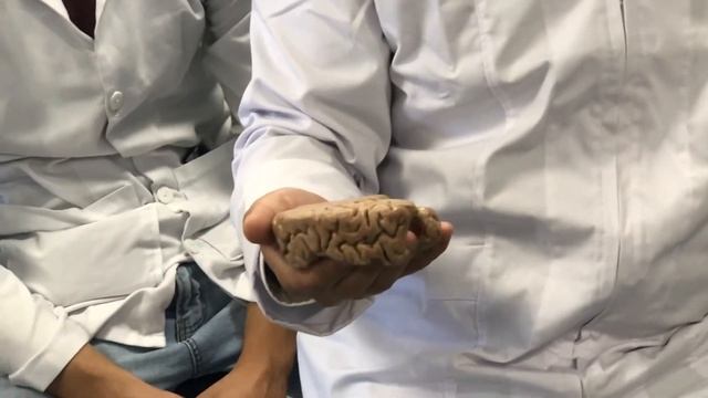 Explicación de plastinados lab смотреть онлайн