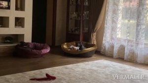 ?Левретки поют