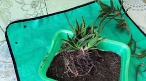 Алоэ. Обрезаю длинный стебель.