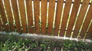 ?ЧИСТОТЕЛ ем листик каждое утро