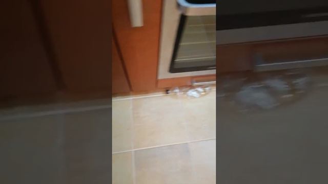 Игрушки французского бульдога смотреть онлайн