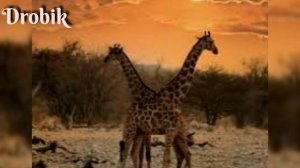 Детям о животных "Жираф" #онлайнэнциклопедия ? Злата Дробик