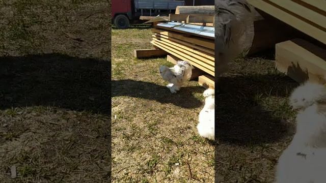 Китайские шелковые американский стандарт. Яйценоскость. Мои любимые крошки- красотухи) смотреть онлайн