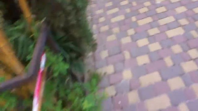 Обезьяна отжала мобилу)) Ржака, смотреть доконца... смотреть онлайн