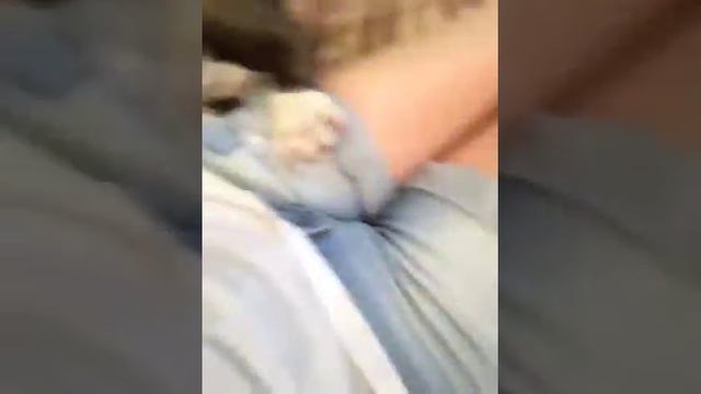Нюшка Щенок амстаффа смотреть онлайн