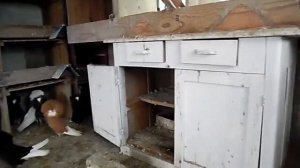 голуби якобины